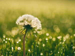 psicoterapia